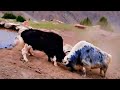 Wild Herd Hierarchy: A Study of Two Bulls Sparring for Supremacy (wildlife documentary)