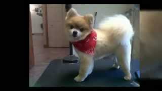 Dog Grooming Morgantown WV (304) 290-7877 ‎ Paradise Pets Grooming Salon WV