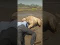 Savage Lion Ambush! Brutal Leap Caught in RDR2 😱 #shorts #gaming #viral