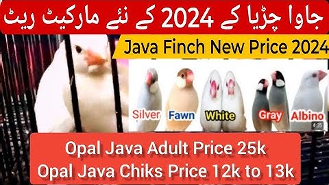 Lalukhet Birds Market | Java Price 2024 | Java Finch New Price Update 2024 | Karachi Birds Market