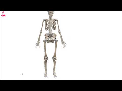 Bone types 3D || أنواع العظام