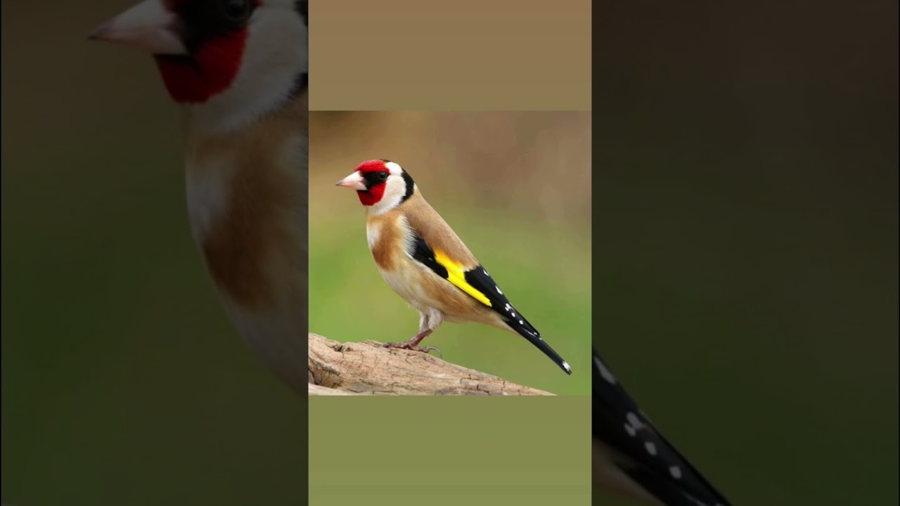 Cardellino Canto European Goldfinch Sing