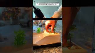 A Woman Rescues a Turtle on the Road.