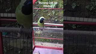 Download Lagu Burung Cak Ijo Medan MP3