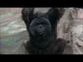 Орангутаны Мишель и Бату передают привет своим поклонникам 02.02.2022