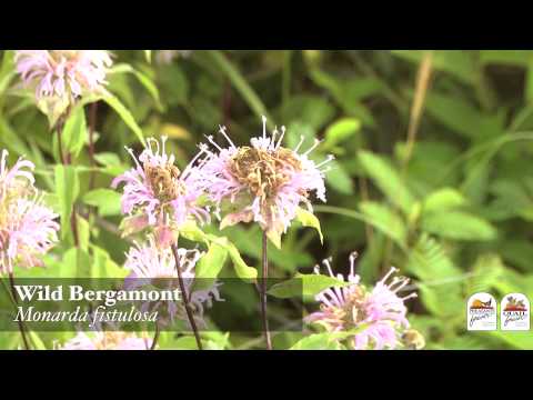 Video: Informazioni sulla pianta di Alsike - Coltivare Hybridum Alsike Clover in giardino