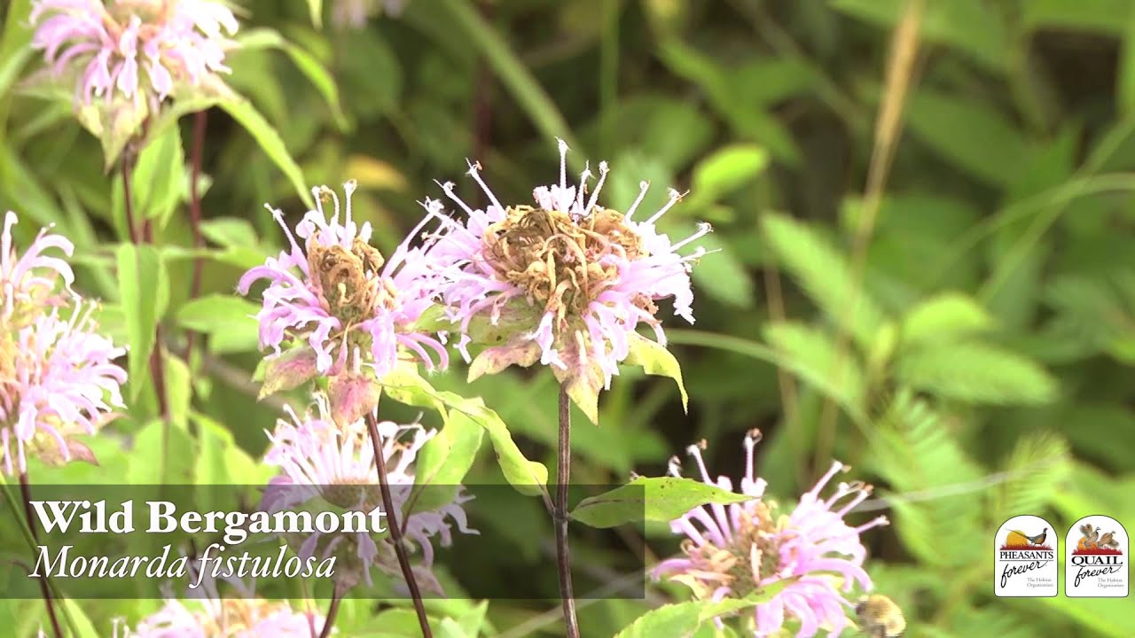 Top 10 Pollinator Plants