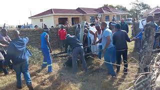 Slaughtering Cow In South Africa 