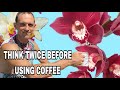 The Impact of Coffee Grounds on Orchids: A Comprehensive Analysis