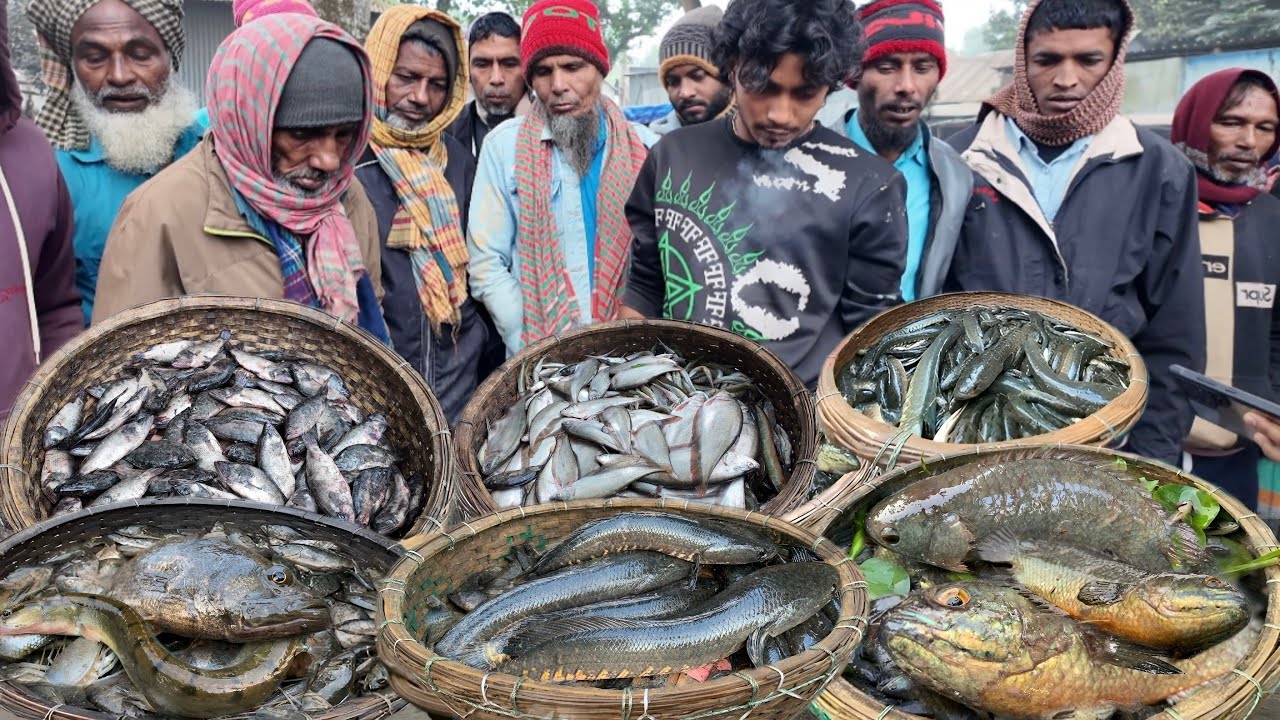 এমন সাইজের বিলের মাছ এত সস্তা কেন বিক্রি হচ্ছে! Village fish market dohar dobli bazar | dohar fish