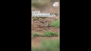 Incredible Squirrel Vs. Rattlesnake Duel In San Diego Wildlife Refuge