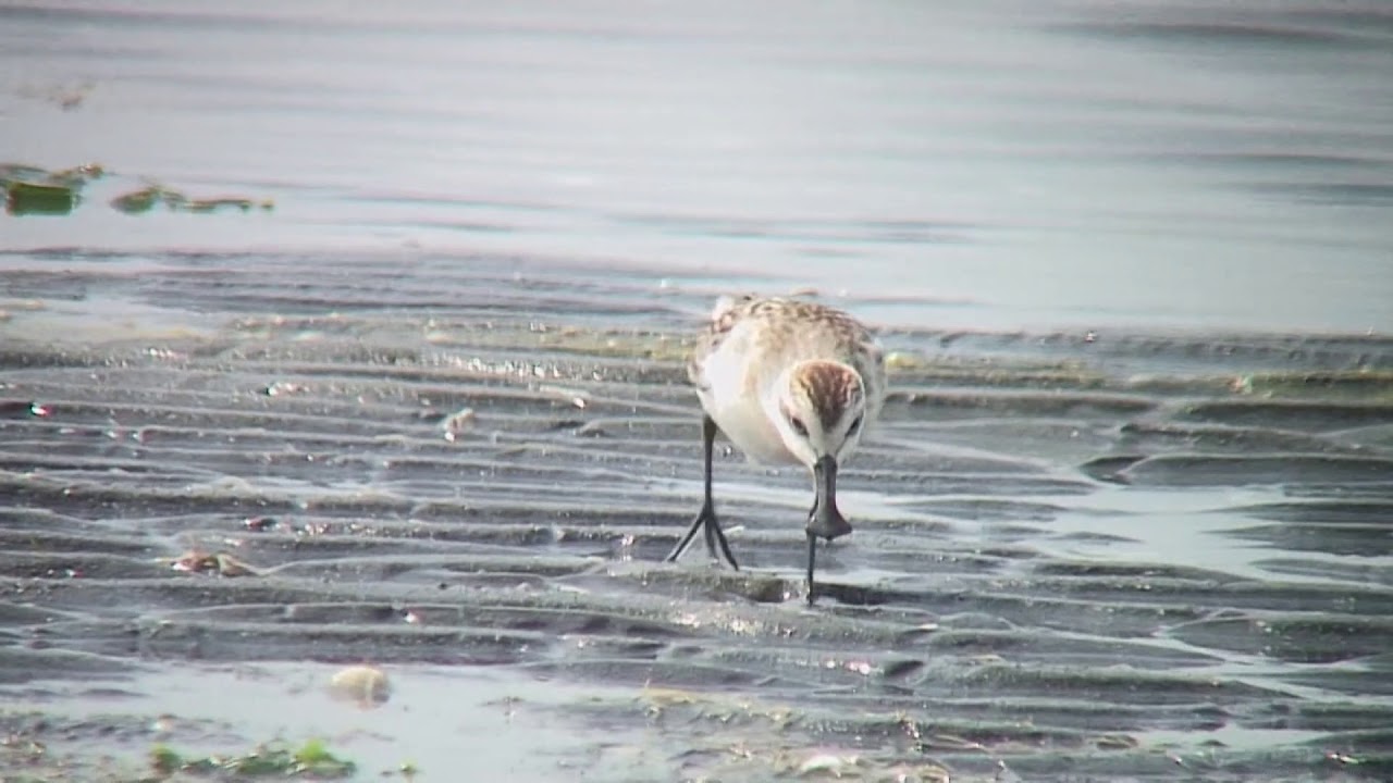ヘラシギ（1）数少ない旅鳥（松阪市と船橋市） - Spoon-billed