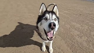 Retired Husky Gets To Enjoy One Of His Favourite Places Again