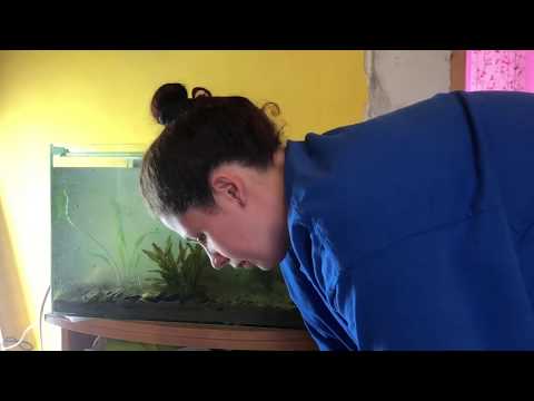 Videó: Hogyan Kell ápolni Az Akváriumot