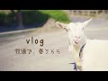 【vlog.5】春うらら・Spring Urara/牧場/ヤギ・羊・うさぎ/ガーデニング/ビオラ/ハーブ・タイム/#家で一緒にやってみよう