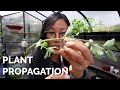 How to Propagate Plants: 4 Methods to Master