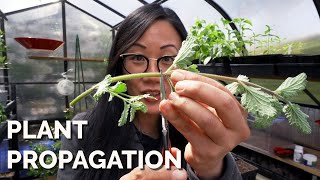 how to propagate plants: 4 methods to master