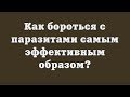 Как бороться с паразитами самым эффективным образом?