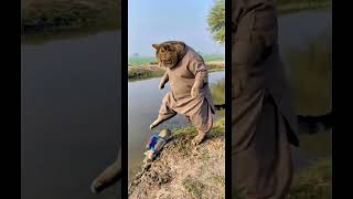 #funnyvideo#catvideio #cats #funwithanimals