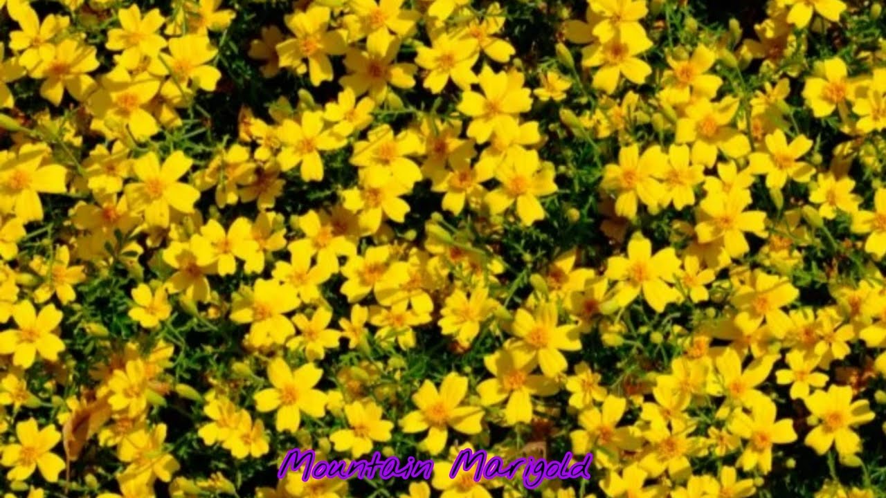 20 Most Full Sun Flowering Shrubs