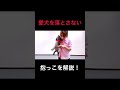 【子犬 しつけ】愛犬を落としやすい抱っこの仕方、痛みを与える抱き上げ方解説!犬のしつけエマチャンネル【犬のしつけ@横浜】#犬しつけ#横浜しつけ教室 #抱っこ