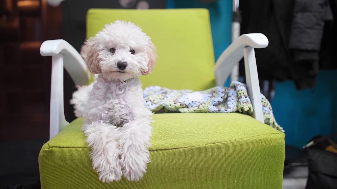 DPP - How Puppies Learn