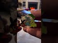 Pokemon x Yugioh opening