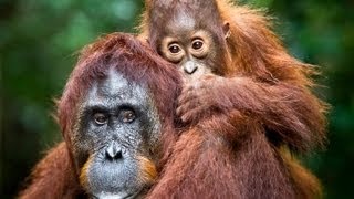 Camp Leakey Tanjung Puting National Park!!! Orangutan Borneo 2012