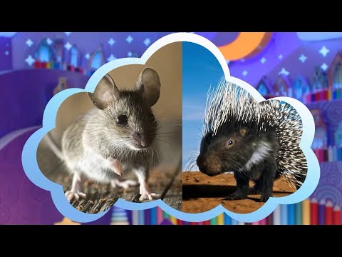 ✨СПОКОЙНОЙ НОЧИ, МАЛЫШИ!✨ Кто такие грызуны + мультфильм Веселый конструктор