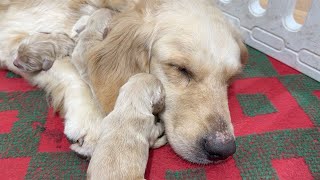 Golden Retriever Puppies show intense love for their mother