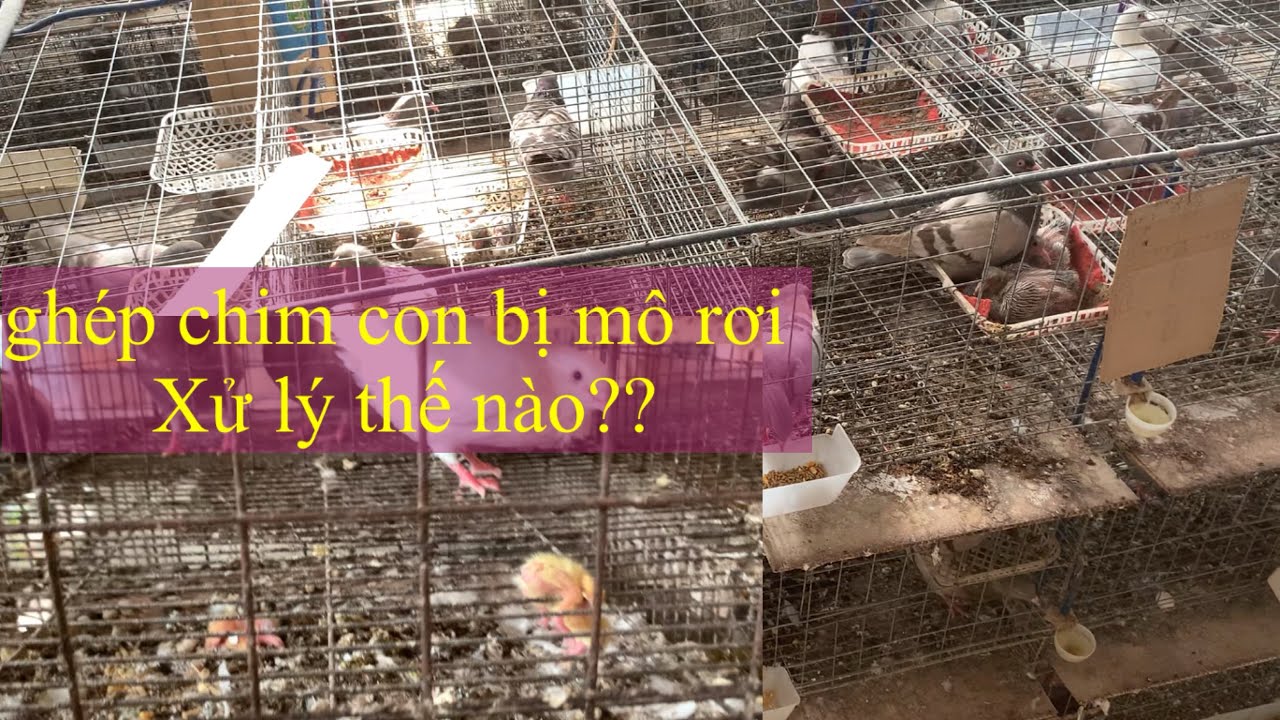 Làm Cách Này Khi Ghép chim Bồ câu NoN Để Bồ Câu Bố Mẹ không Mổ hay VẩY chim con