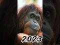 2023 orangutan and 5000 bce orangutan trending viral shortdeepak gaming toonz