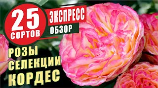 РОЗЫ СЕЛЕКЦИИ КОРДЕС. ЭКСПРЕСС-ОБЗОР 25 СОРТОВ. KORDES ROSES. EXPRESS REVIEW 25 VARIETIES.