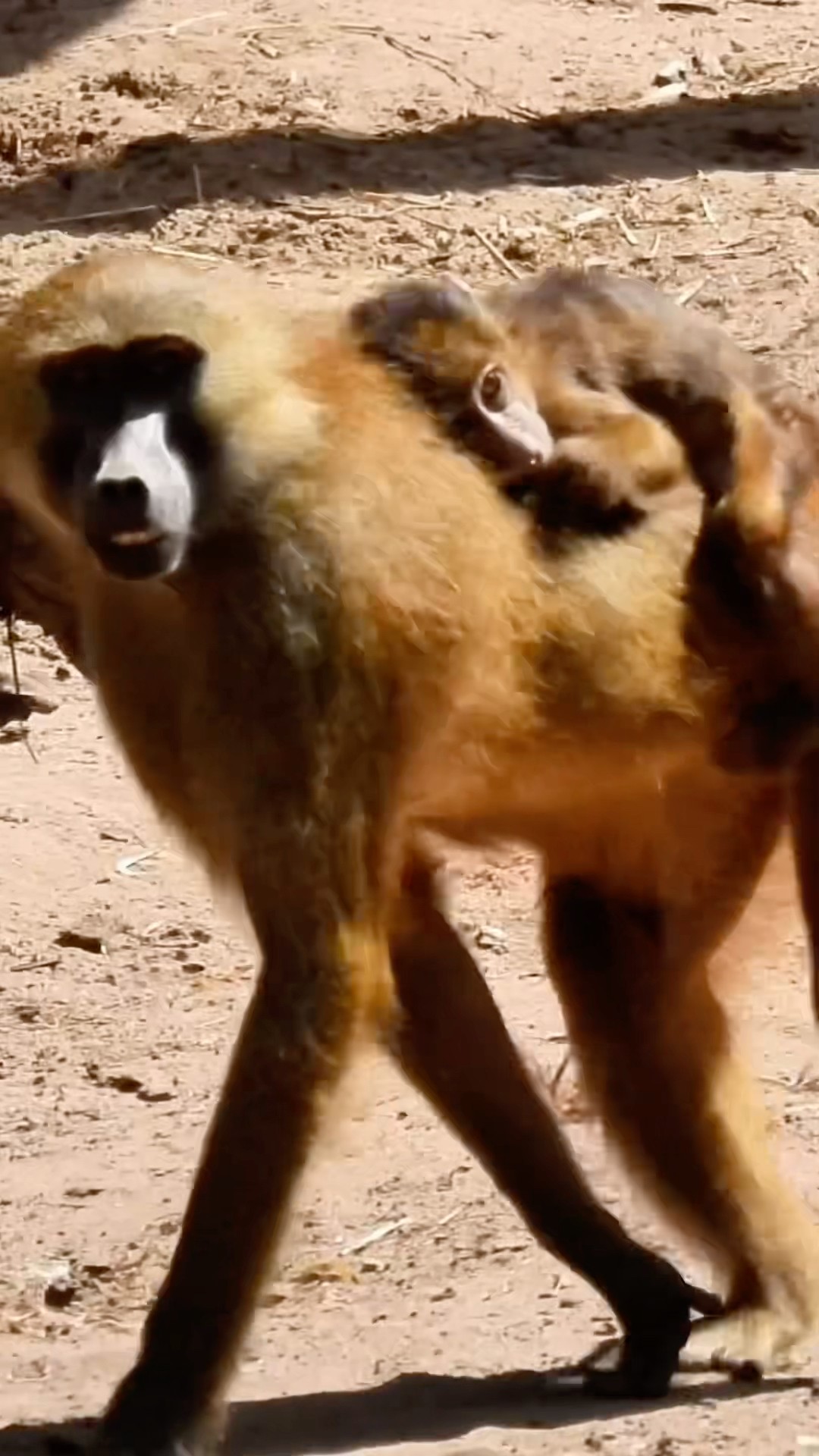 Monkey Mom and Baby
