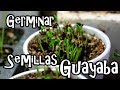 Como Germinar semillas de GUAYABA!! || México Verde