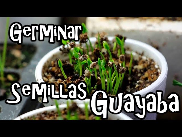 🍀♻️ Cómo hacer un germinador y germinar semillas en casa