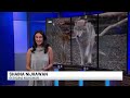Nine wolves killed in Price County as Wisconsin DNR faces criticism over removals