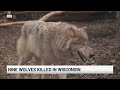 Nine wolves killed in Price County as Wisconsin DNR faces criticism over removals
