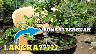 Bonsai Jambu Buah Kecil Nan Langka Siap Dipinang