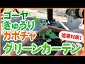 【グリーンカーテン】ウリ科で簡単！失敗しない作り方と栽培のコツ【シェア畑】【農園ライフ】