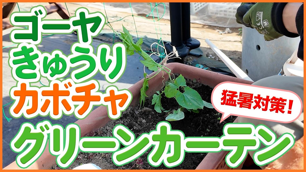 Green Curtain] Easy to grow with cucurbits! Tips and tricks for