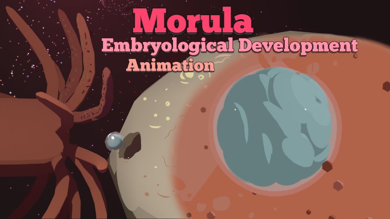 Morul Embryological Development of the Morula - 3D Animation - YouTube