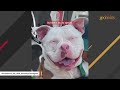 Woman has best response when she discovers her dog is deaf