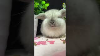 🐇 Meet The Cutest Lop Eared Rabbit Ever On Animal Planet! 🌟🐰 兔子 Pet Vlog
