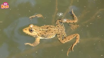 Nhạc Thiếu Nhi Vui Nhộn Nhất ♫ Chú Ếch Con ♫ Con Heo Đất ♫ Bài Hát Con Vật Hay Cho Bé