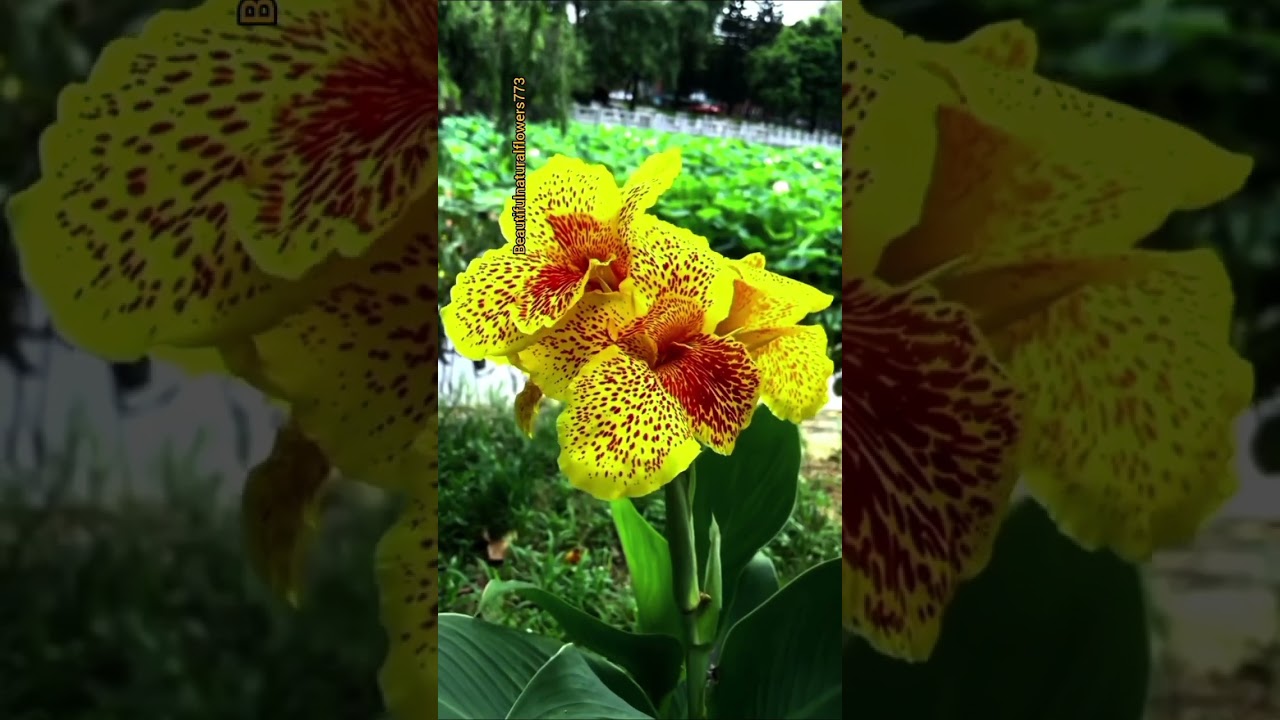colourful yellow flowers 