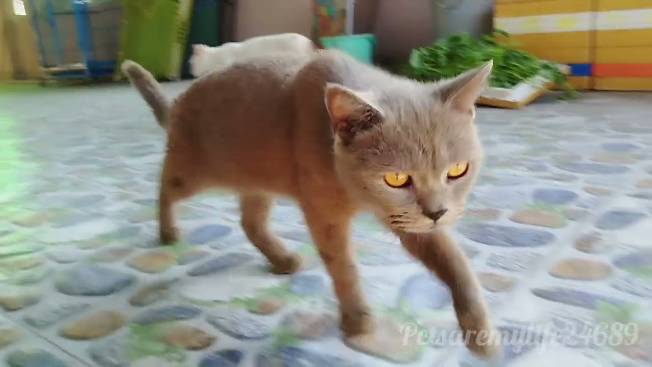 A Big Family Of Cats Welcoming The Morning Sunlight Through The Fence