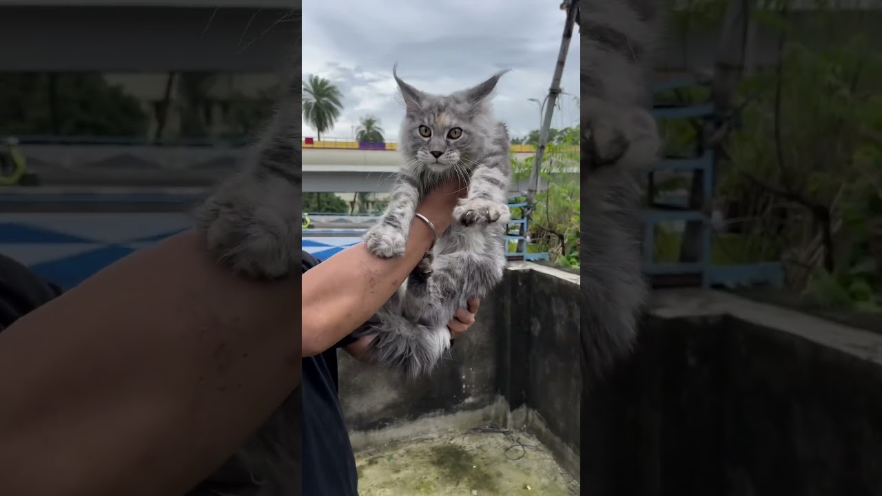 Maine Coon Cat Price In Kolkata. 