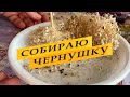 Сбор и хранение семян лука.