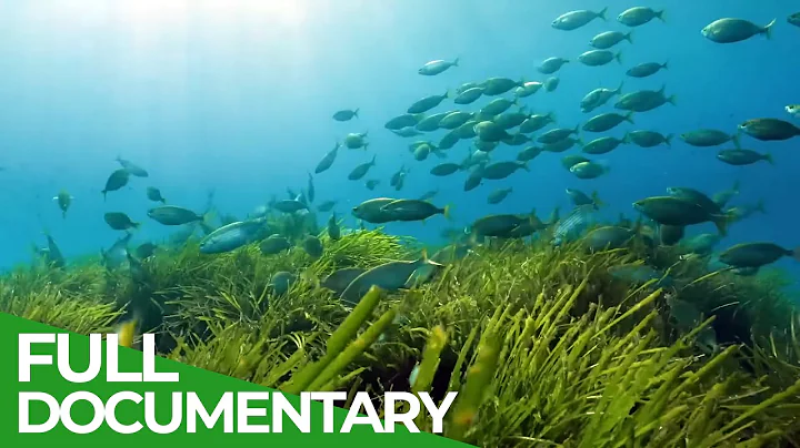 Menorca Biosphere Reserve – The Wild Heart of the Mediterranean | Free Documentary Nature